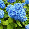🌺Hydrangea Seed: Unlock Nature's Beauty