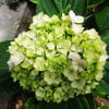 🌺Hydrangea Seed: Unlock Nature's Beauty