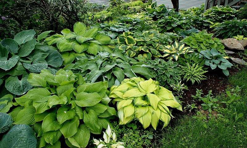 What is a Hosta and Why Should I Grow Hostas? - NH Hostas What is a Hosta and Why Should I Grow Hostas? - NH Hostas