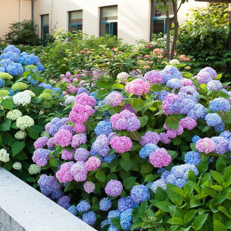 5PCS Hydrangea flower seeds | Shopee Philippines
