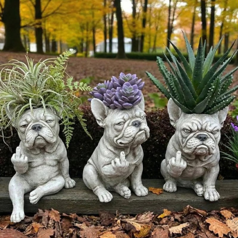 Funny French Bulldog planter with succulent