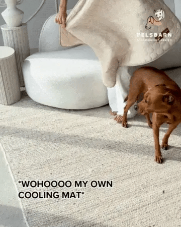 dog 别 盯着蚝了 dog 别 盯着蚝了
