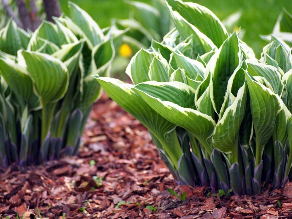 Hosta Plant Division: How And When To Divide A Hosta Plant ... Hosta Plant Division: How And When To Divide A Hosta Plant ...