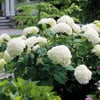 🌺Hydrangea Seed: Unlock Nature's Beauty