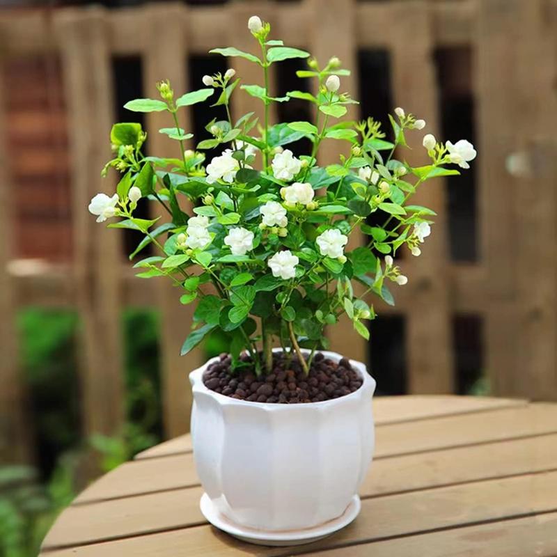 Potted Jasmine