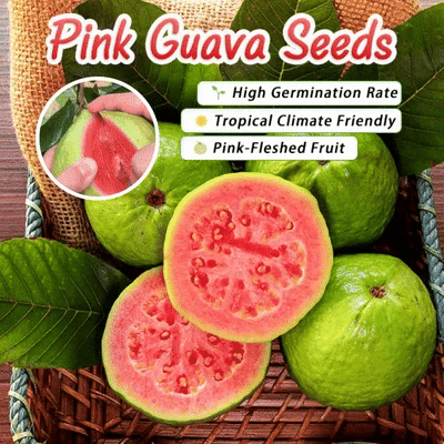 🌿 (New Harvest) Organic Pink Guava Seeds | 🔥Pre-Primed for High Germination (99% Germination)